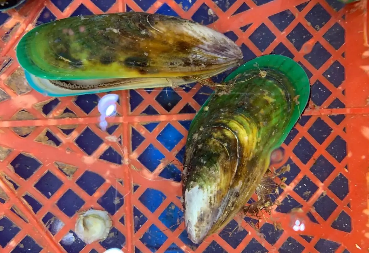 Green-Lipped Mussel Green-Lipped Mussel