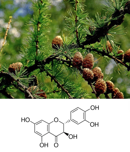 Taxifolin Dihydroquercetin In Nature Taxifolin Dihydroquercetin In Nature